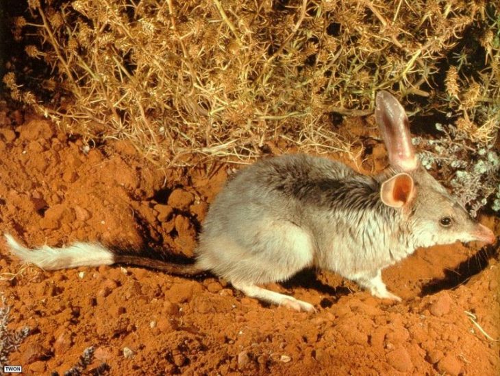 5 самых странных животных которые обитают в Австралии