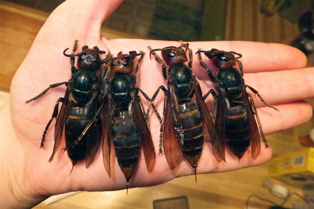 5 смертельно опасных насекомых во Вьетнаме