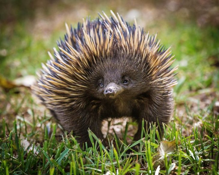 5 самых странных животных которые обитают в Австралии