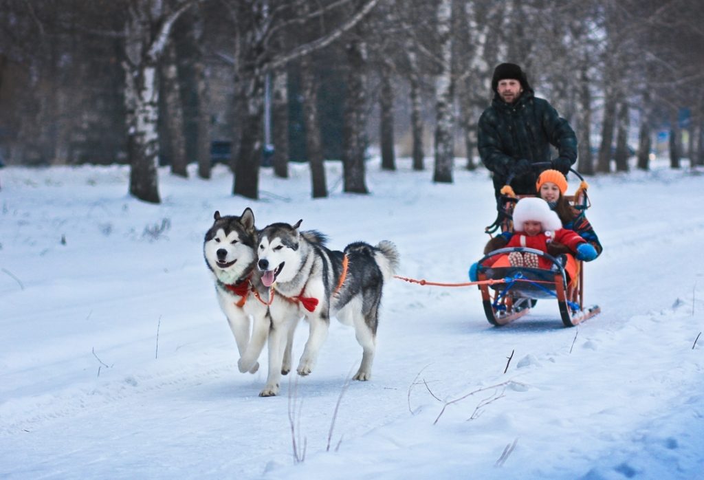 Где в России туристы могут погонять на собачьих упряжках