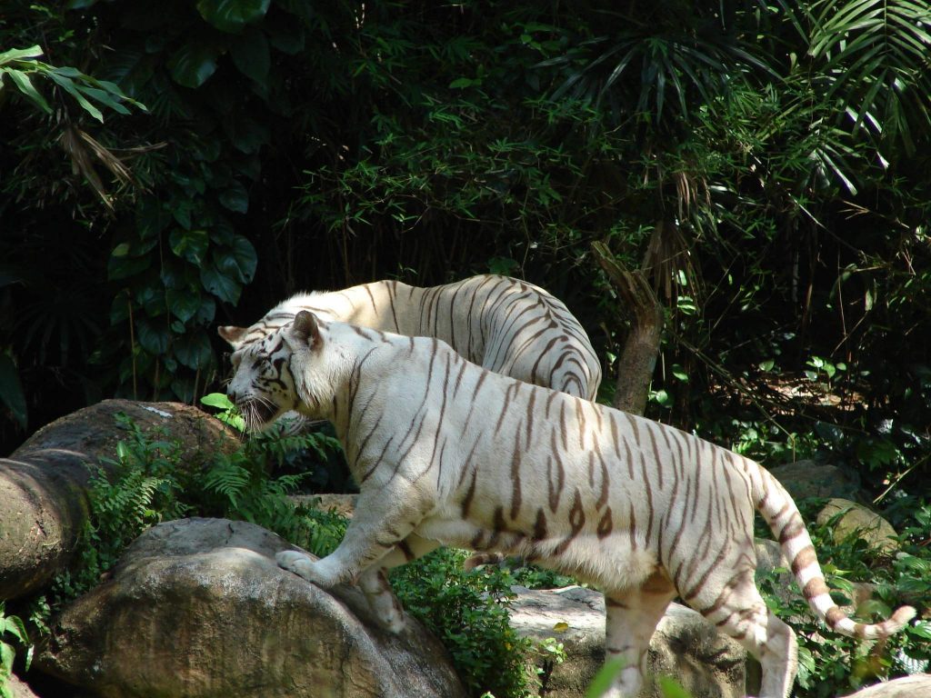 5 городов мира с самыми потрясающими зоопарками