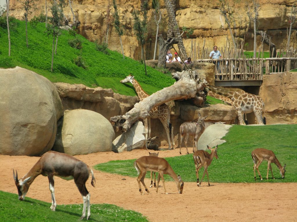 5 городов мира с самыми потрясающими зоопарками