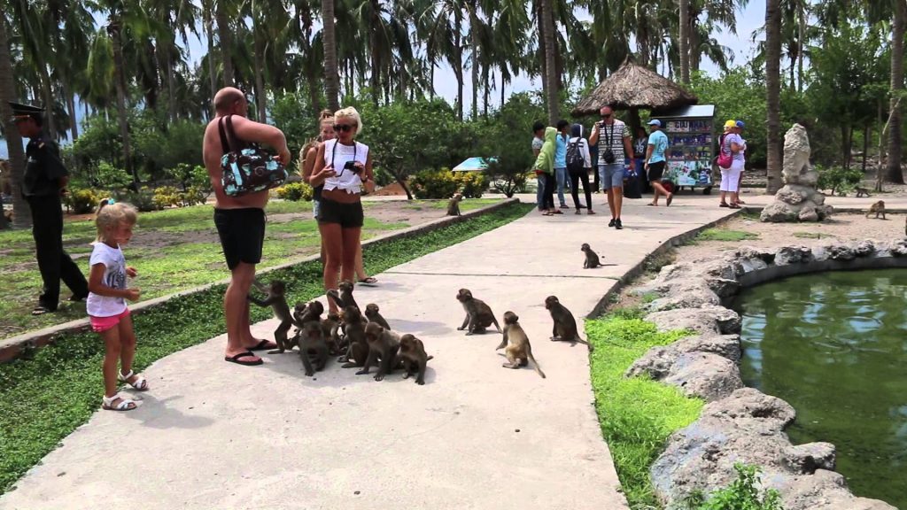 Почему туристам нужно быть предельно осторожными на Острове Обезьян в Нячанге