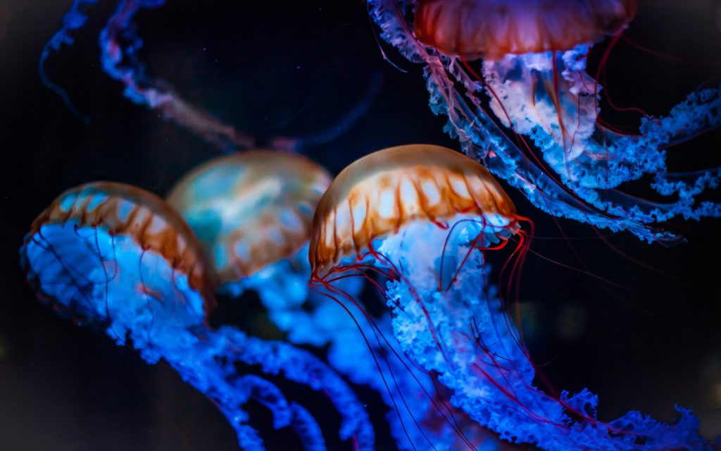 5 популярных курортов где медузы могут сильно испортить отдых