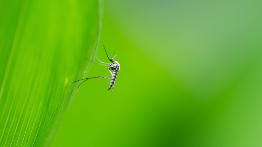 Почему туристы должны всерьез опасаться комаров в Таиланде