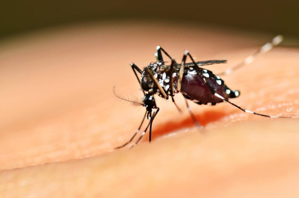 Почему туристы должны всерьез опасаться комаров в Таиланде