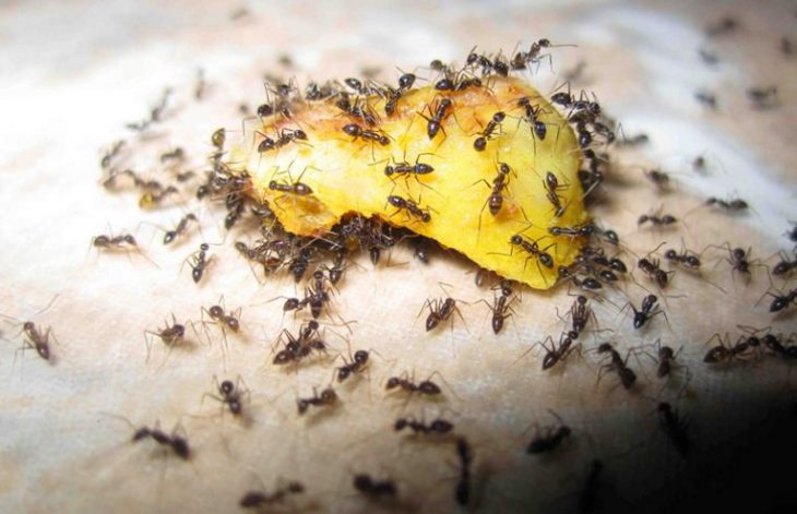 Самые опасные насекомые и другие существа во Вьетнаме
