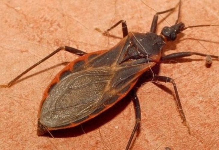 Самые опасные насекомые и другие существа во Вьетнаме