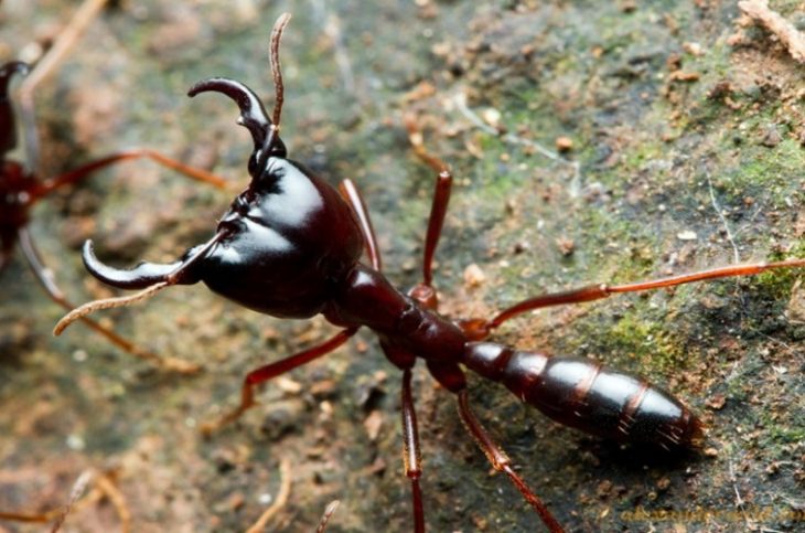 30 Insects of the Planet, Better to Avoid