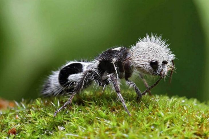 30 Insects of the Planet, Better to Avoid