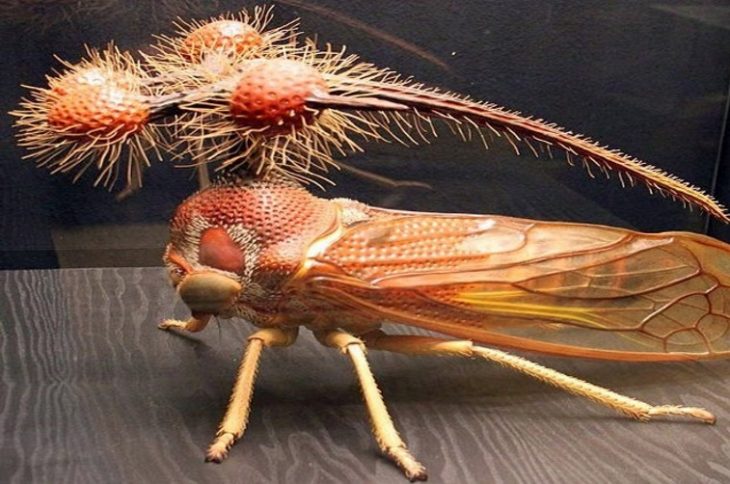 30 насекомых планеты, с которыми лучше не встречаться