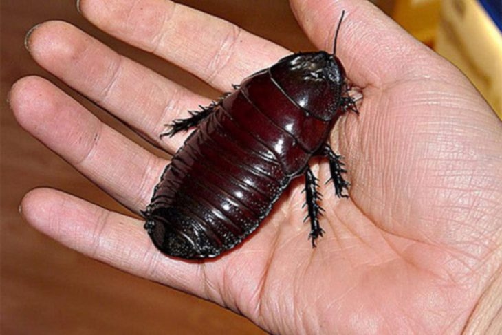 30 Insects of the Planet, Better to Avoid