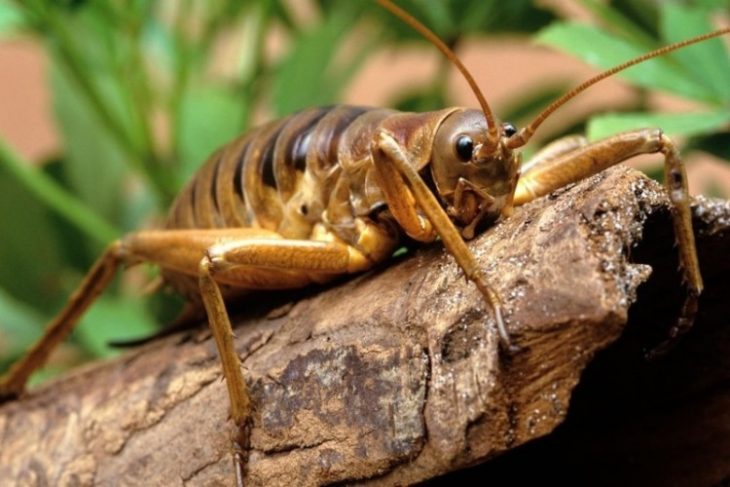 30 Insects of the Planet, Better to Avoid