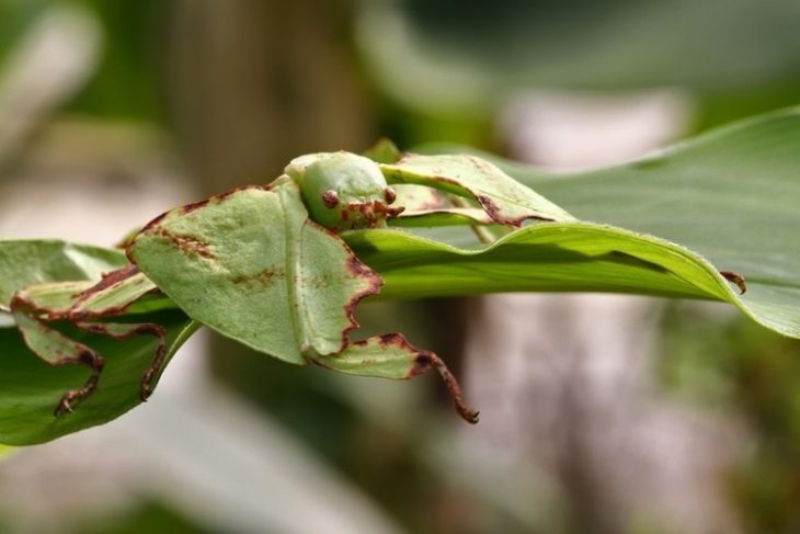 30 Insects of the Planet, Better to Avoid