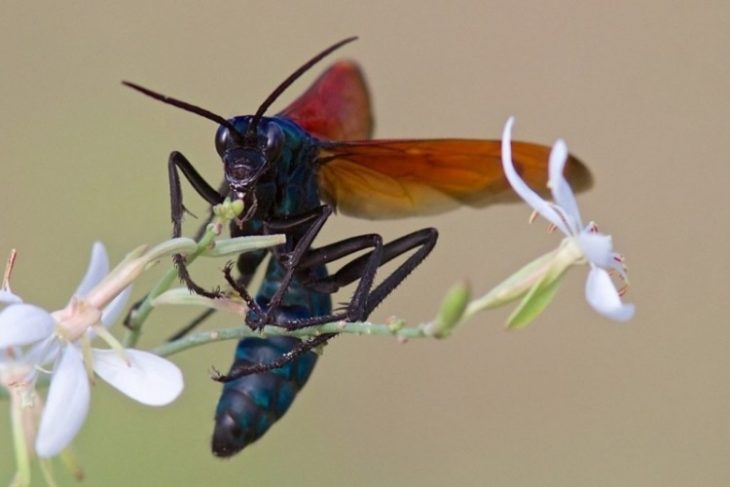 30 Insects of the Planet, Better to Avoid