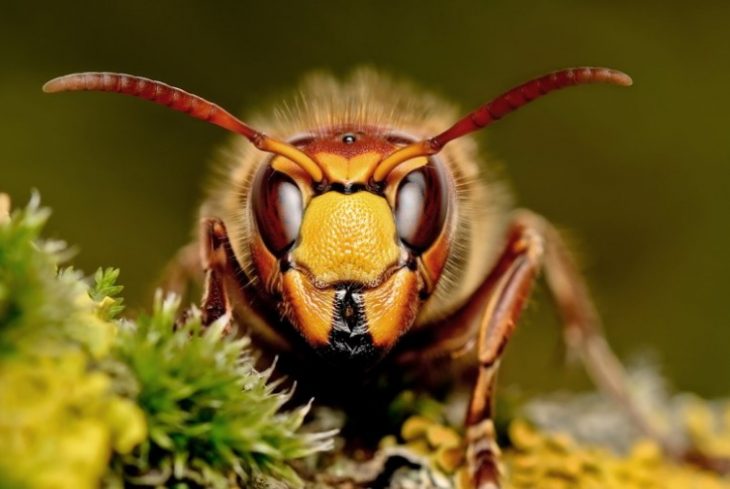 30 Insects of the Planet, Better to Avoid