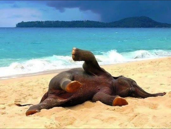 отдых животных на пляже