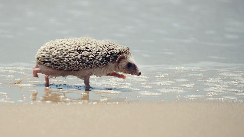 отдых животных на пляже