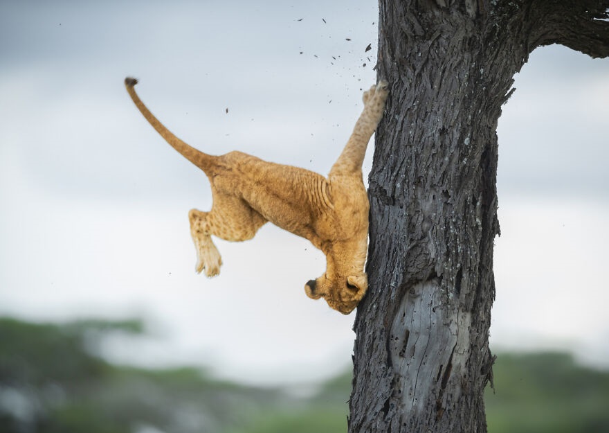 Laugh Out Loud: Entertaining Animal Photos that Will Make You Smile