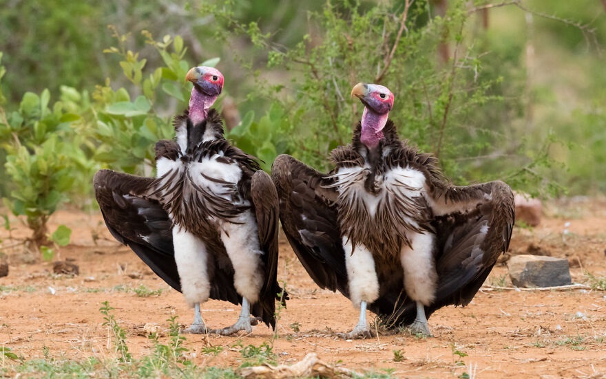 Laugh Out Loud: Entertaining Animal Photos that Will Make You Smile