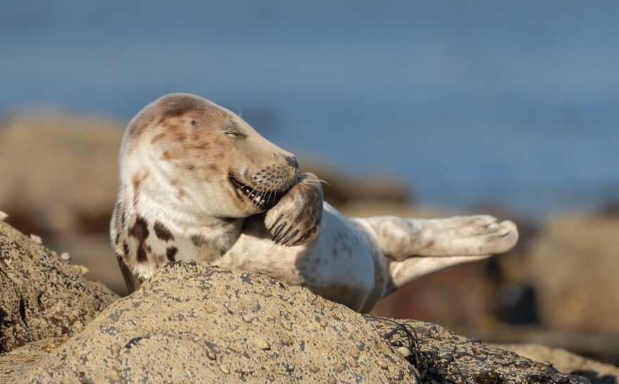 Laugh Out Loud: Entertaining Animal Photos that Will Make You Smile