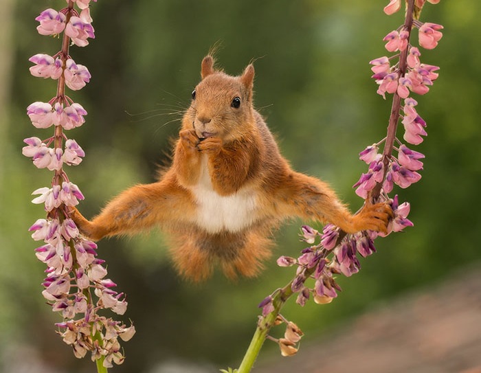 Laugh Out Loud: Entertaining Animal Photos that Will Make You Smile
