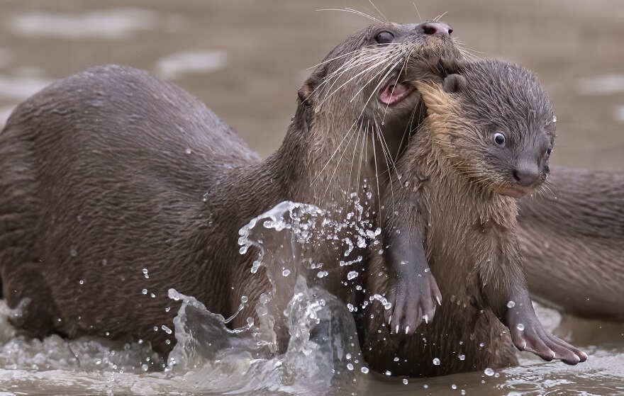 Laugh Out Loud: Entertaining Animal Photos that Will Make You Smile