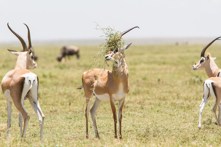 Laugh Out Loud: Entertaining Animal Photos that Will Make You Smile