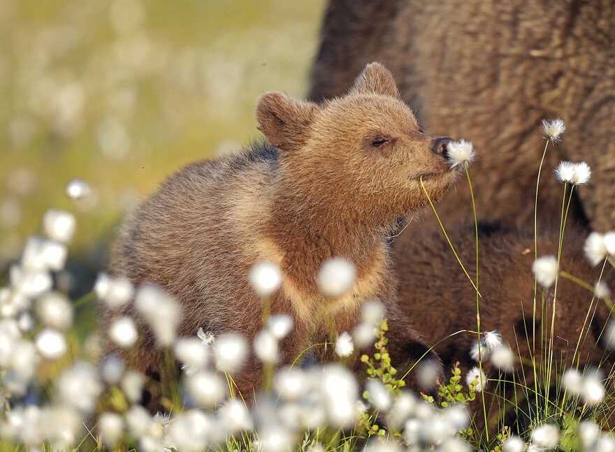 Laugh Out Loud: Entertaining Animal Photos that Will Make You Smile