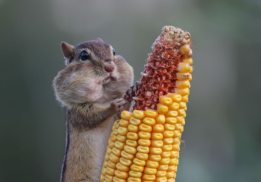 Laugh Out Loud: Entertaining Animal Photos that Will Make You Smile