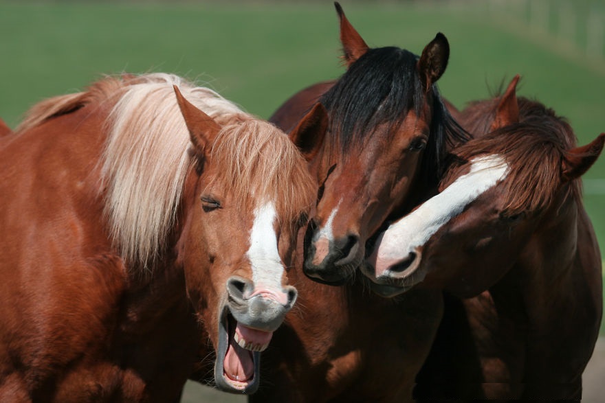 Laugh Out Loud: Entertaining Animal Photos that Will Make You Smile