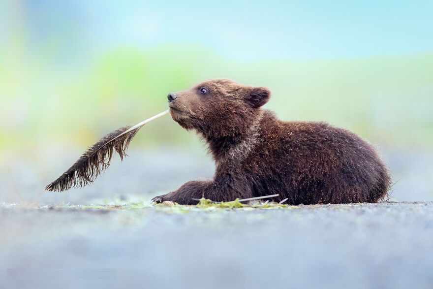 Laugh Out Loud: Entertaining Animal Photos that Will Make You Smile