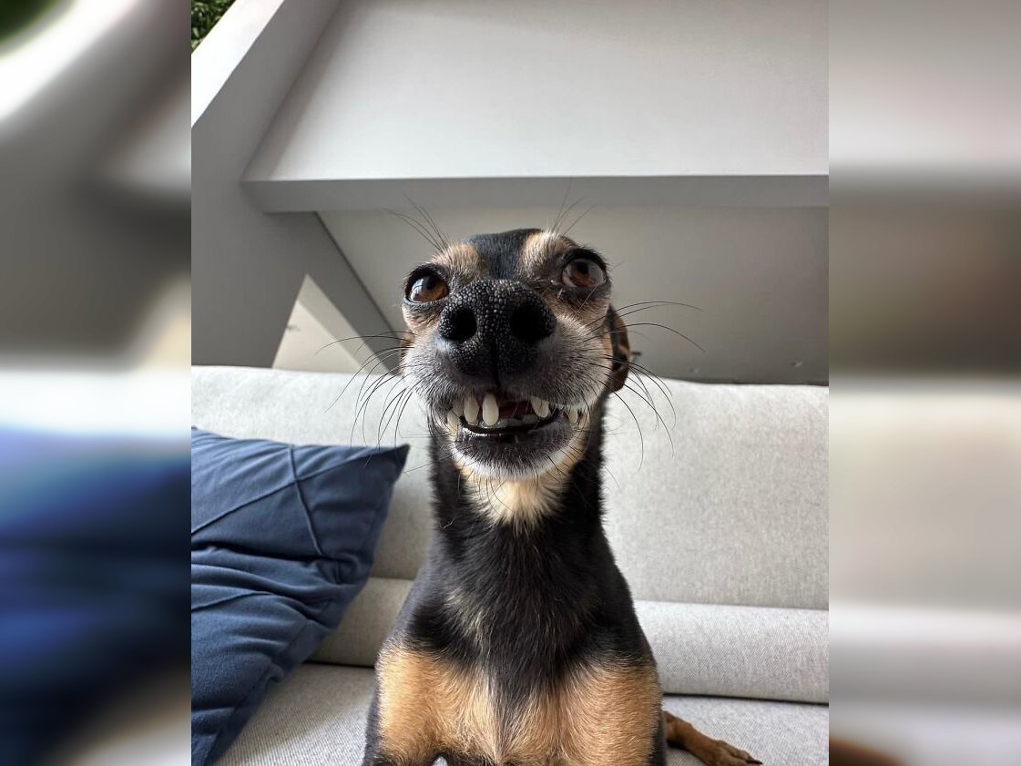 Canine Comedy: Laugh-Out-Loud Moments with Funny Dogs