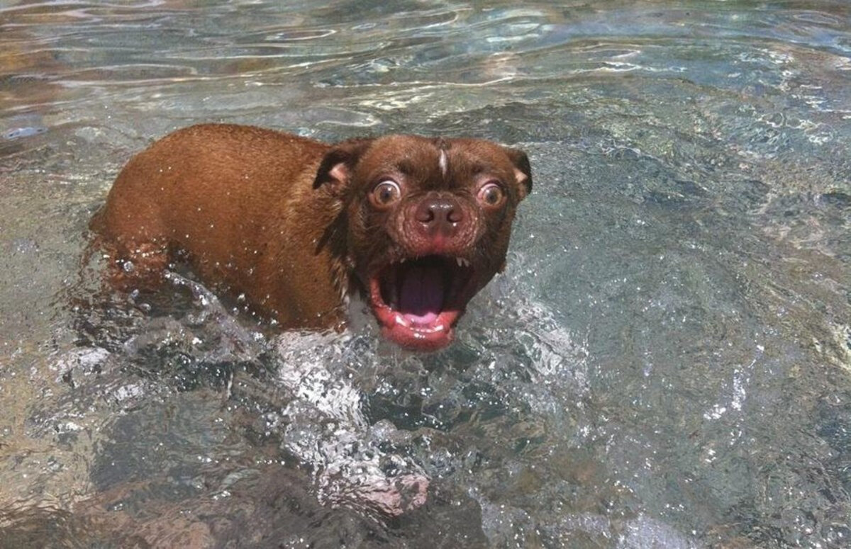 Canine Comedy: Laugh-Out-Loud Moments with Funny Dogs