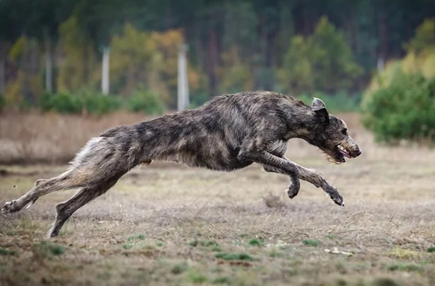 Guardians or Threats: Unveiling the World's Riskiest Dog Breeds