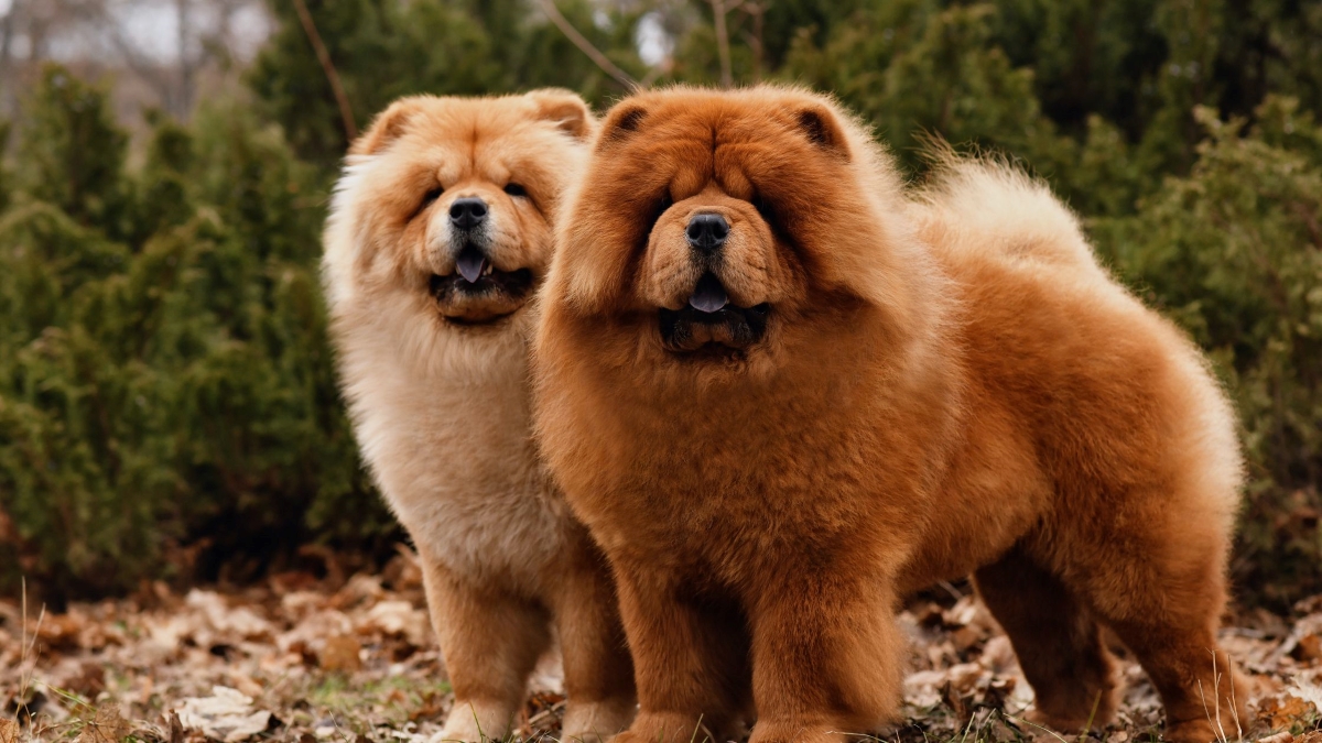 Top-Dollar Tails: The Most Exquisite and Expensive Dogs on the Planet