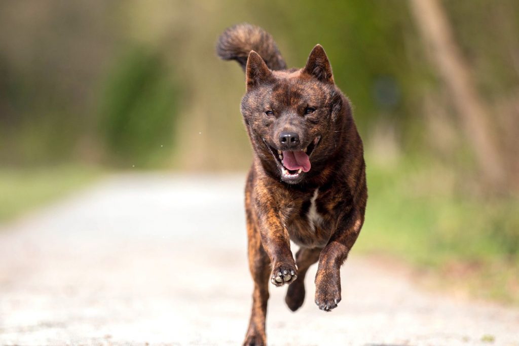Guardians or Threats: Unveiling the World's Riskiest Dog Breeds