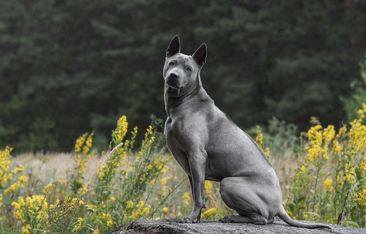 Top-Dollar Tails: The Most Exquisite and Expensive Dogs on the Planet