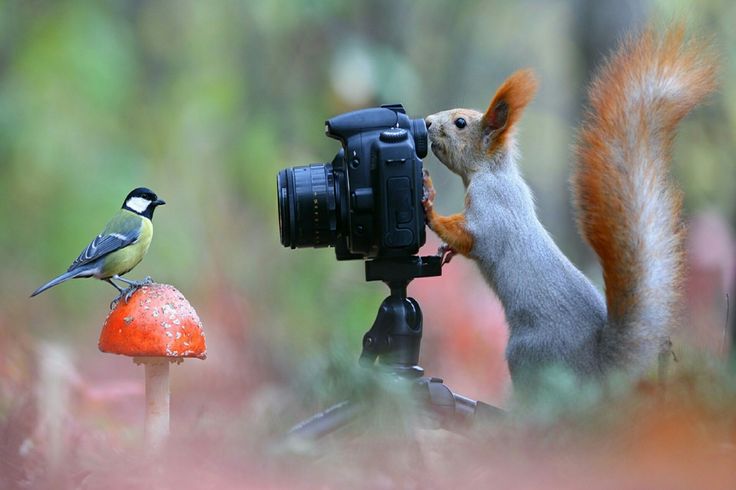 Picture Perfect: Animals Caught in Their Element