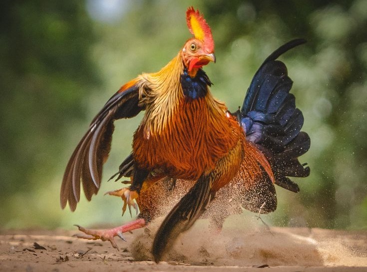 Picture Perfect: Animals Caught in Their Element